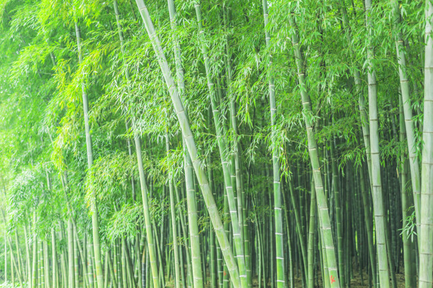 Bamboo Clothing Manufacturing – Organic And More